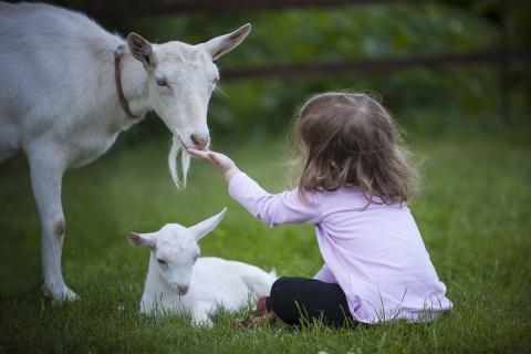 Goat and child