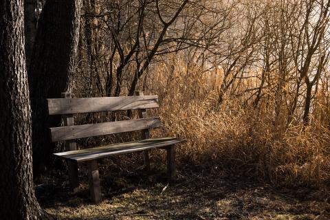 Landowner forest with bench