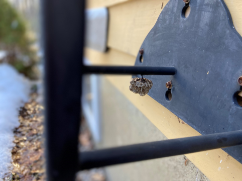 brown paper wasp nest