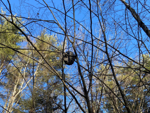 old paper nest