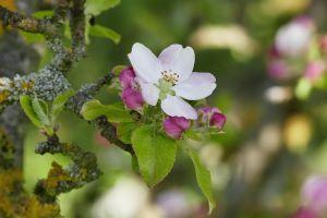 Apple Blossom