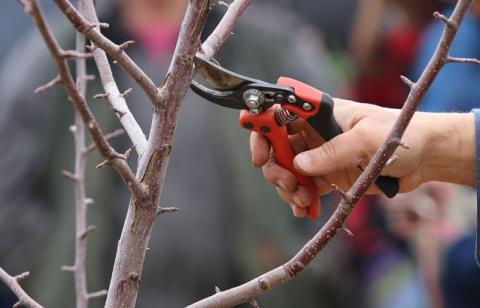apple pruning