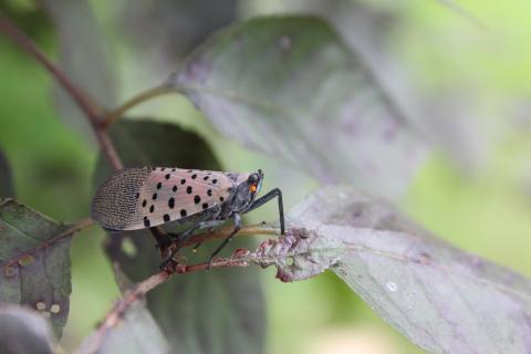 Picture of a spotted lanternfly.