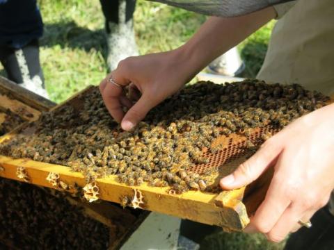 The Business of Beekeeping
