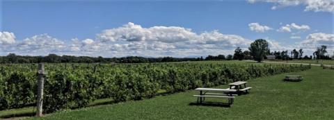 picnic tables on the edge of a vinyard