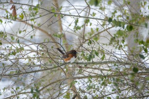 eastern towhee in a tree