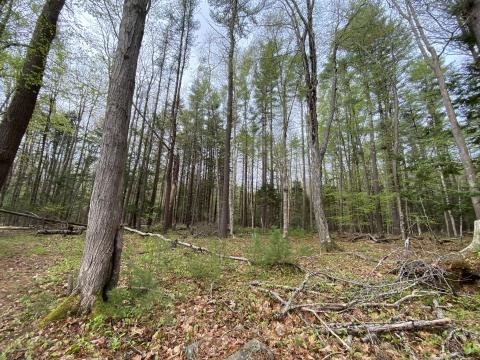 Spring forest