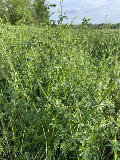 bedstraw