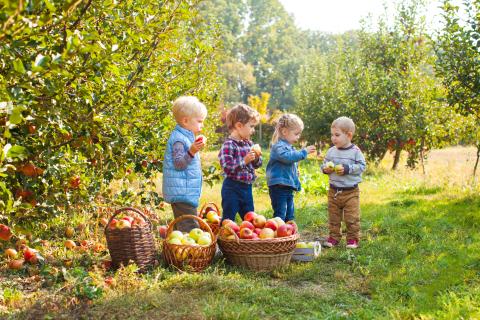 four small children in an apple orchard with baskets of apples on the ground