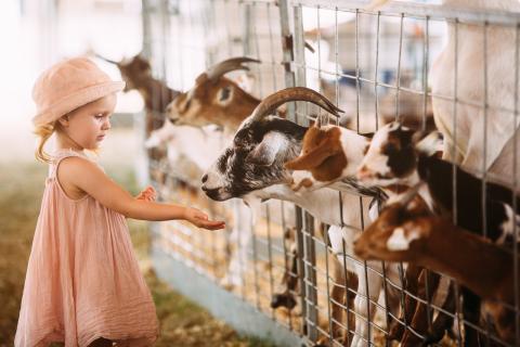 girl wearing pink hat and dress feeding goats