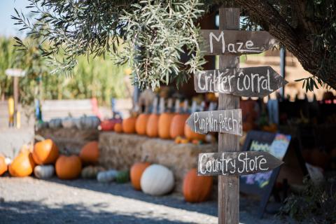 farm signs with pumpkin display in background