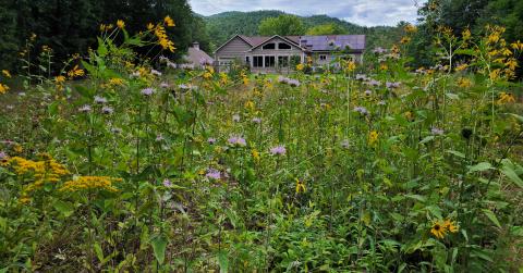 Meadow of mostly native pollinator plants