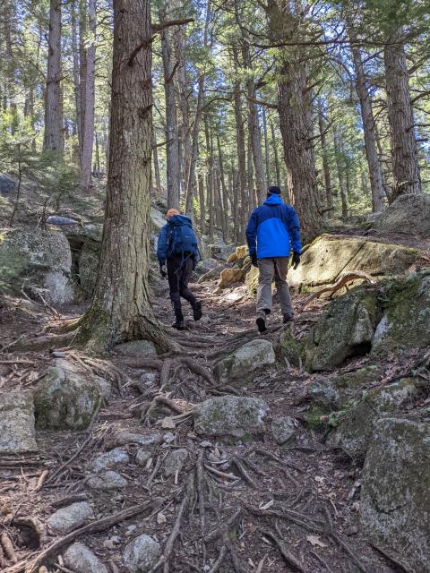 Old growth forest hikers