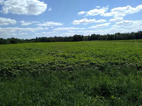 pigweed