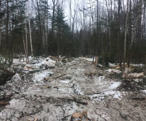 timber harvest