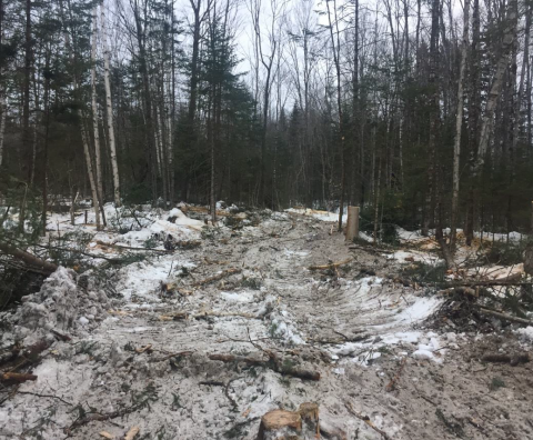 timber harvest 