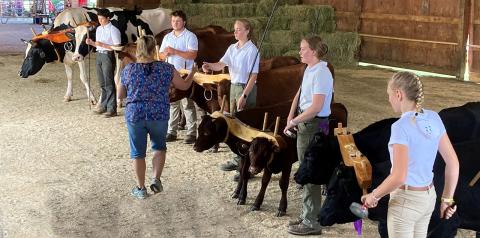 Working Steer Show at the Fair 2022