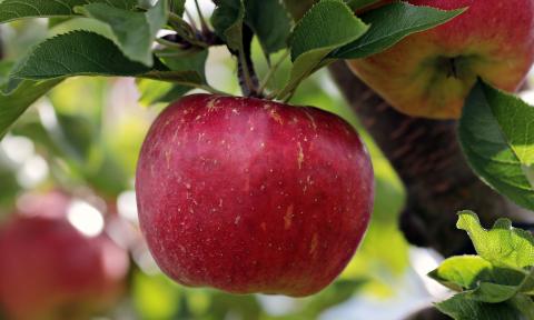 Apple tree fruit