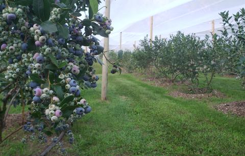 Blueberry IPM twilight