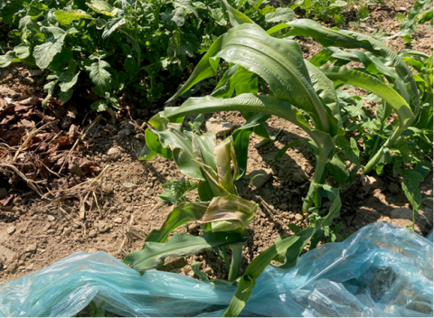 early frost sweet corn damage