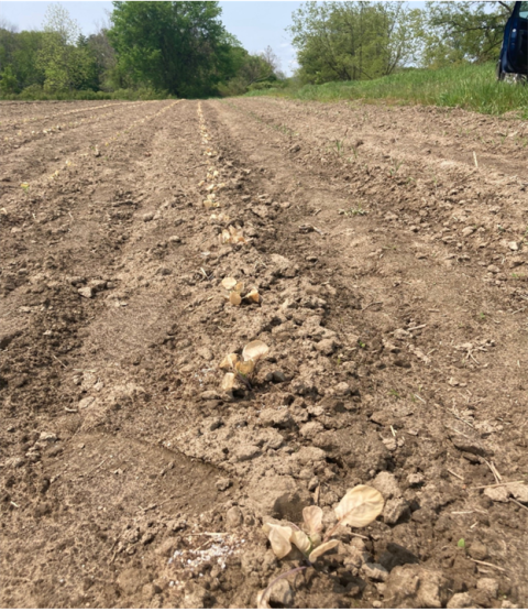 Heavily damaged brassica crop from freeze