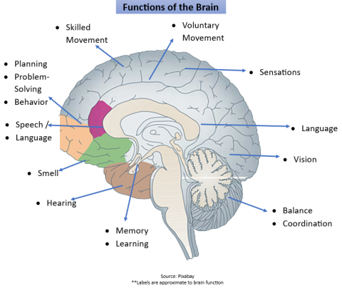 the brain, functions of