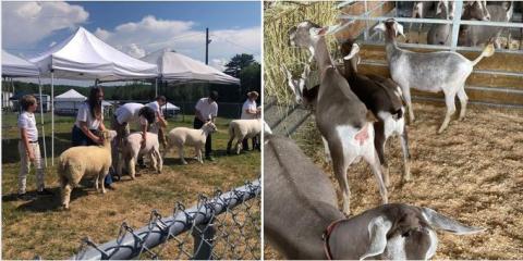NH 4-H Sheep Goat Clinic Weekend