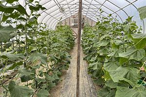 cucumbers growing in high tunnel