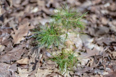 white pine seedling