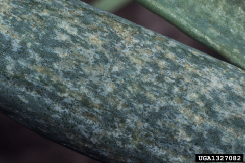 Thrip damage on an onion leaf