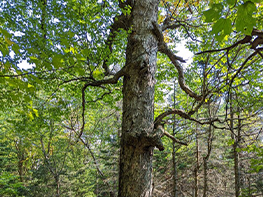 Mount Sunapee sugar maple tree