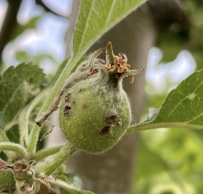 plum cucurlio