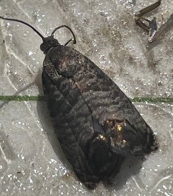codling moth