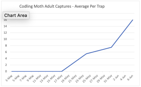 codling moth 