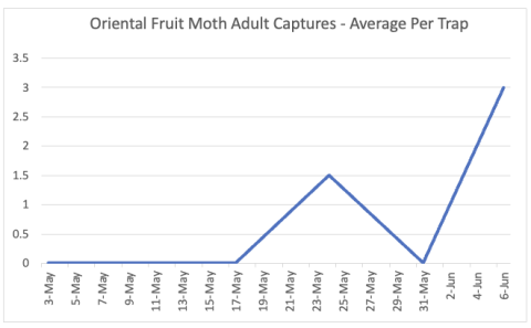 oriental fruit moth 