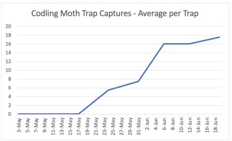 codling moth