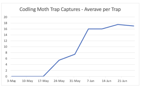 codling moth