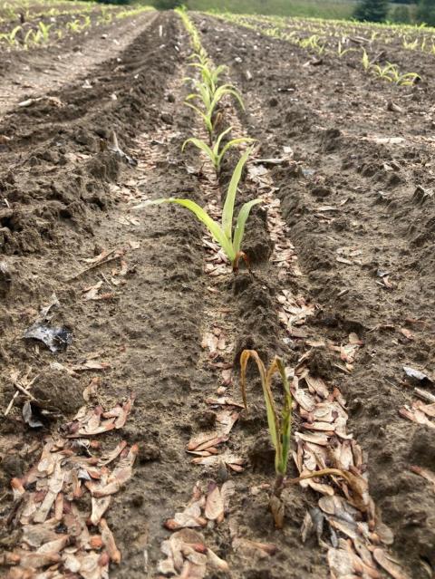 slow growth of corn due to cooler, wet temperatures