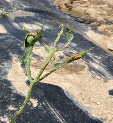 Tomato plant with damage by Colorado potato beetle