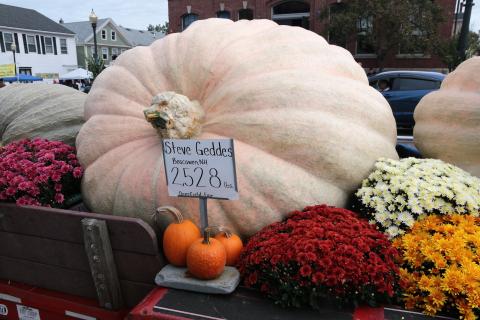 Giant pumpkin