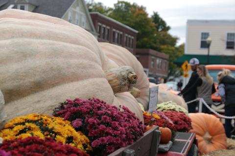 side view giant pumpkin