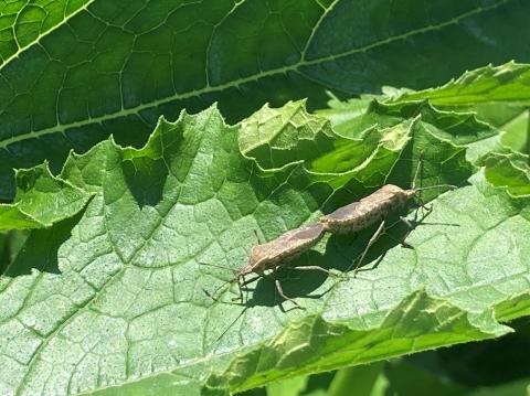 squash bug adults on zucchini