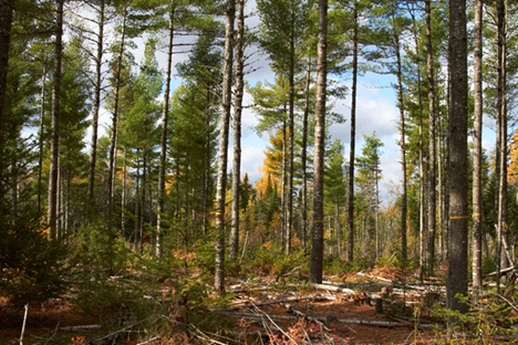 timber harvest in pine forest