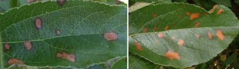 Figure 3: Symptoms of Alternaria Leaf blotch on apple leaves with circular and necrotic lesions.