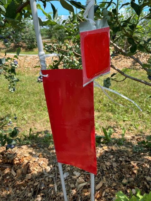 Figure 5: Unbaited red sticky sphere for monitoring apple maggot fly in orchards. Photo: Jeremy DeLisle