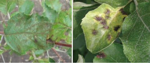 Figure 1: Apple Scab:  Leaf spots with dark brown to black lesions were on apple leaves. 