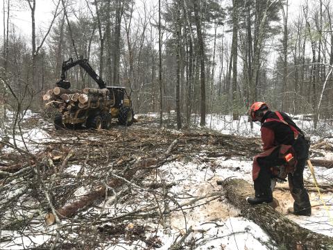 UNH Woodlands Manager, Stephen Eisenhaure, bucking logs. 