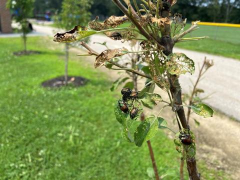 Japanese beetles feeding on a tree