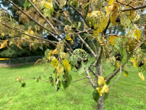 Japanese beetles feeding