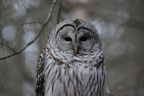 Owl